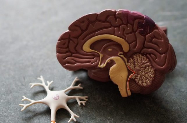 Model van hersenen en zenuwcel